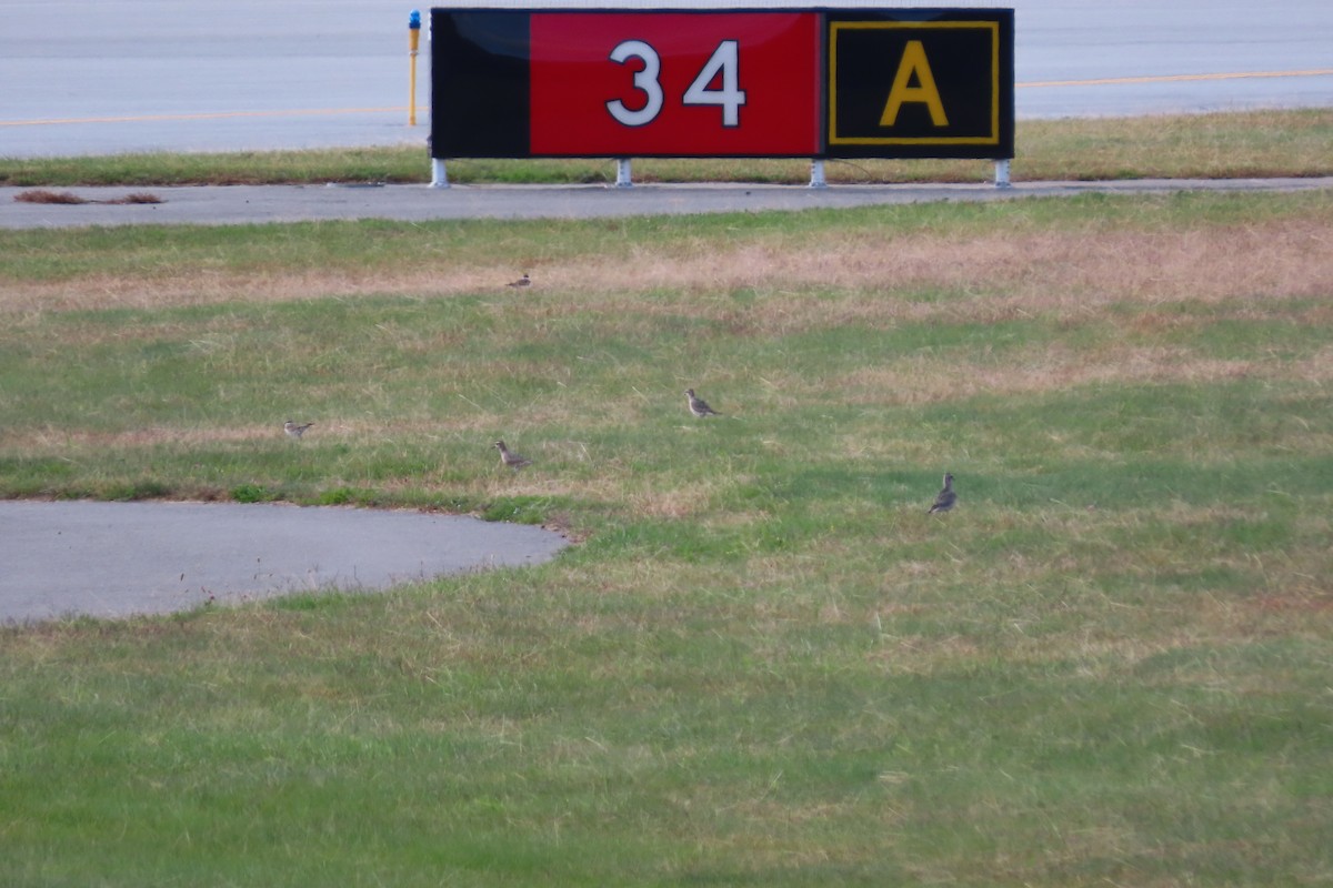 American Golden-Plover - ML490001741