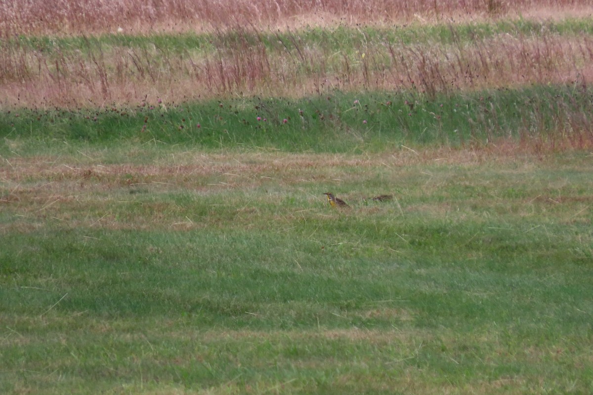 Eastern Meadowlark - ML490001901