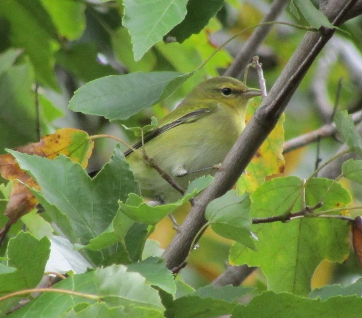 Tennessee Warbler - ML490004301