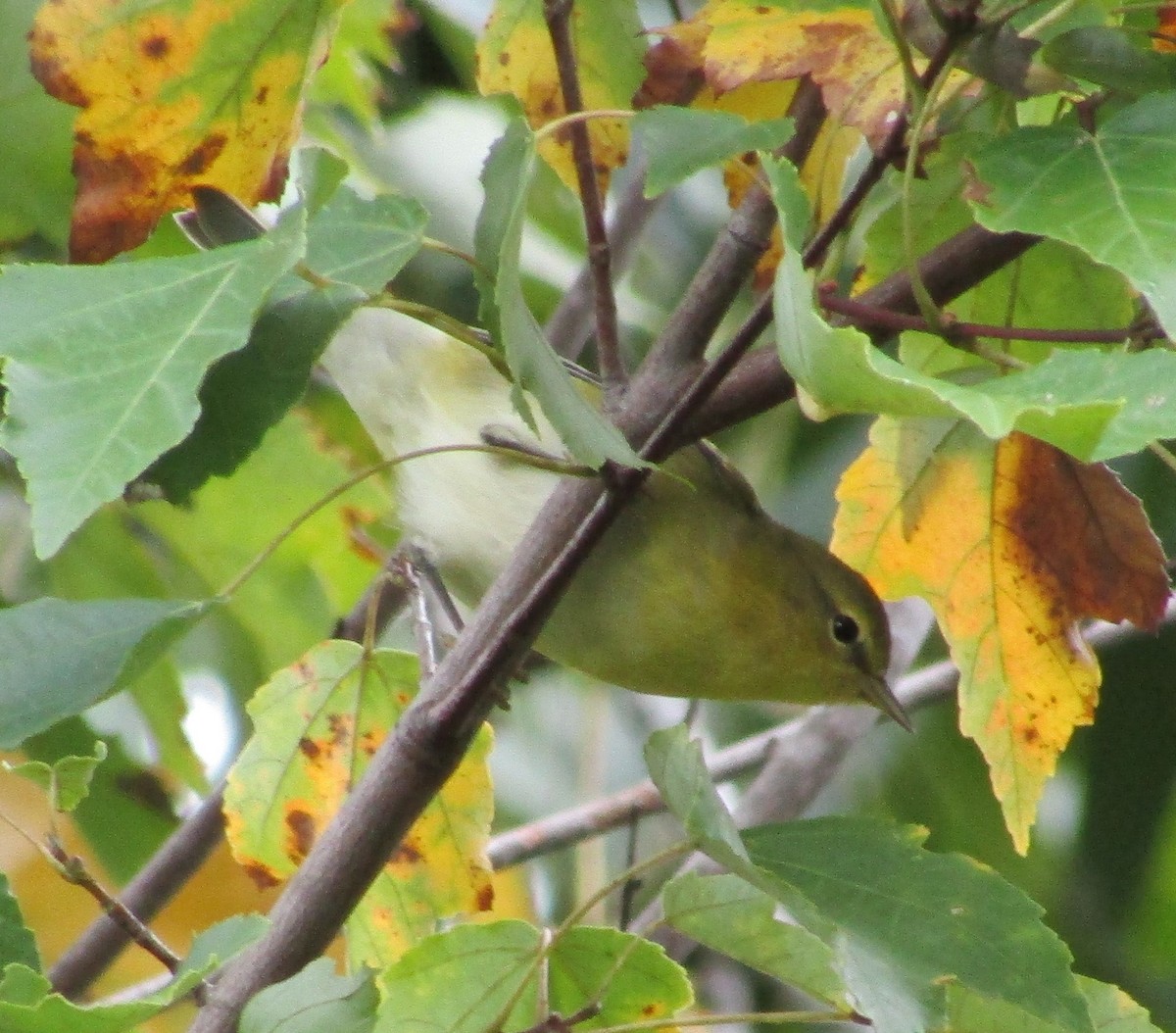 Tennessee Warbler - ML490004311