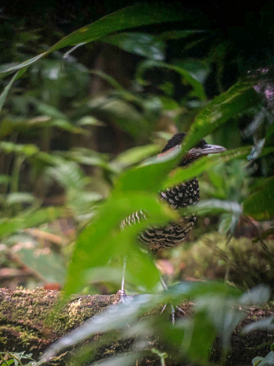 Black-crowned Antpitta - ML490005231