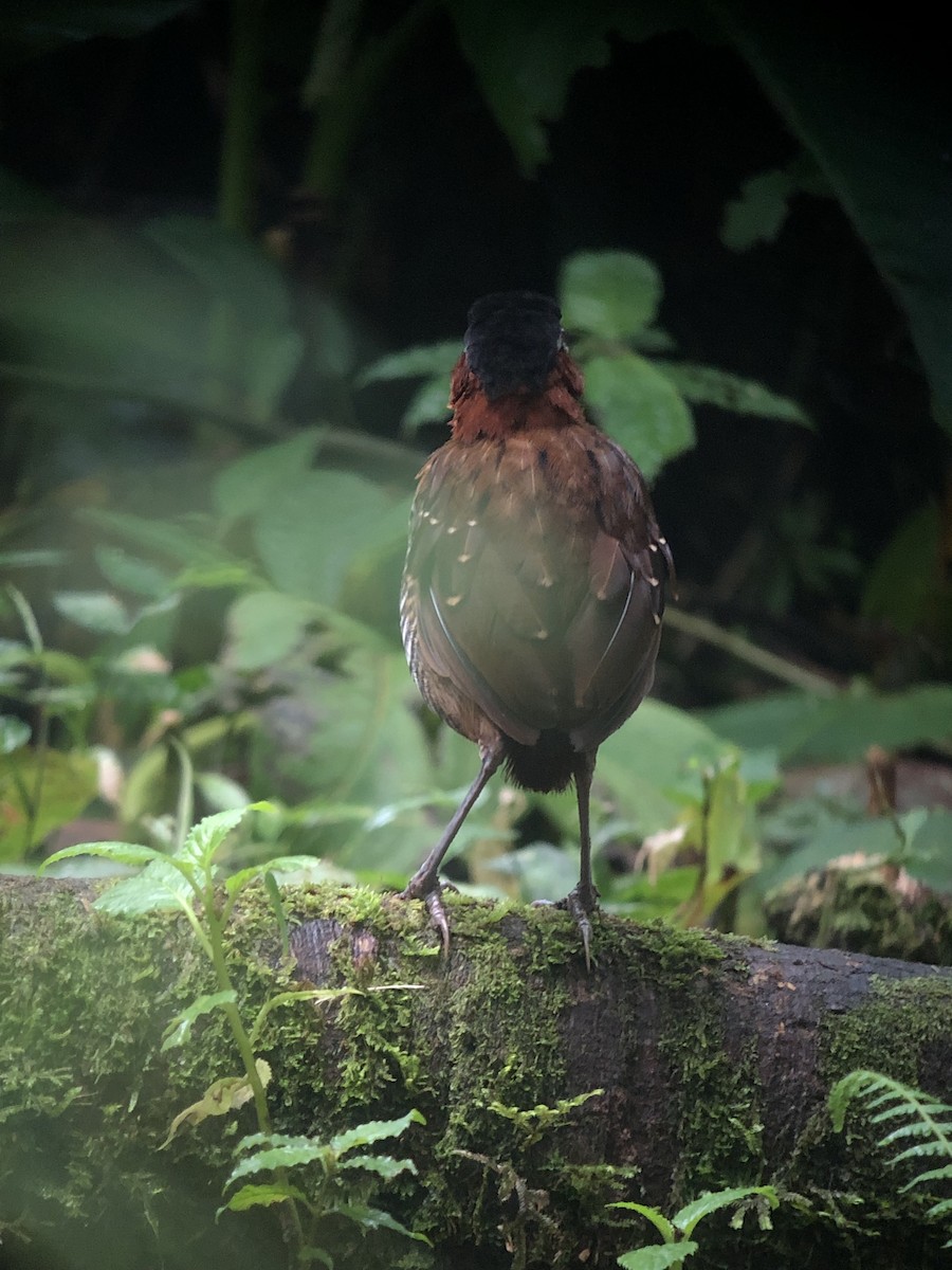 Black-crowned Antpitta - ML490005251