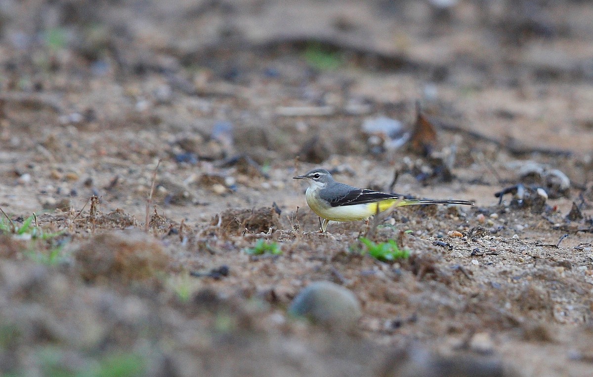 Gray Wagtail - ML490005371