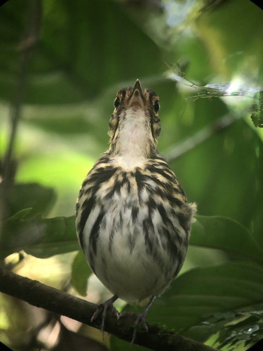 Streak-chested Antpitta - ML490005461