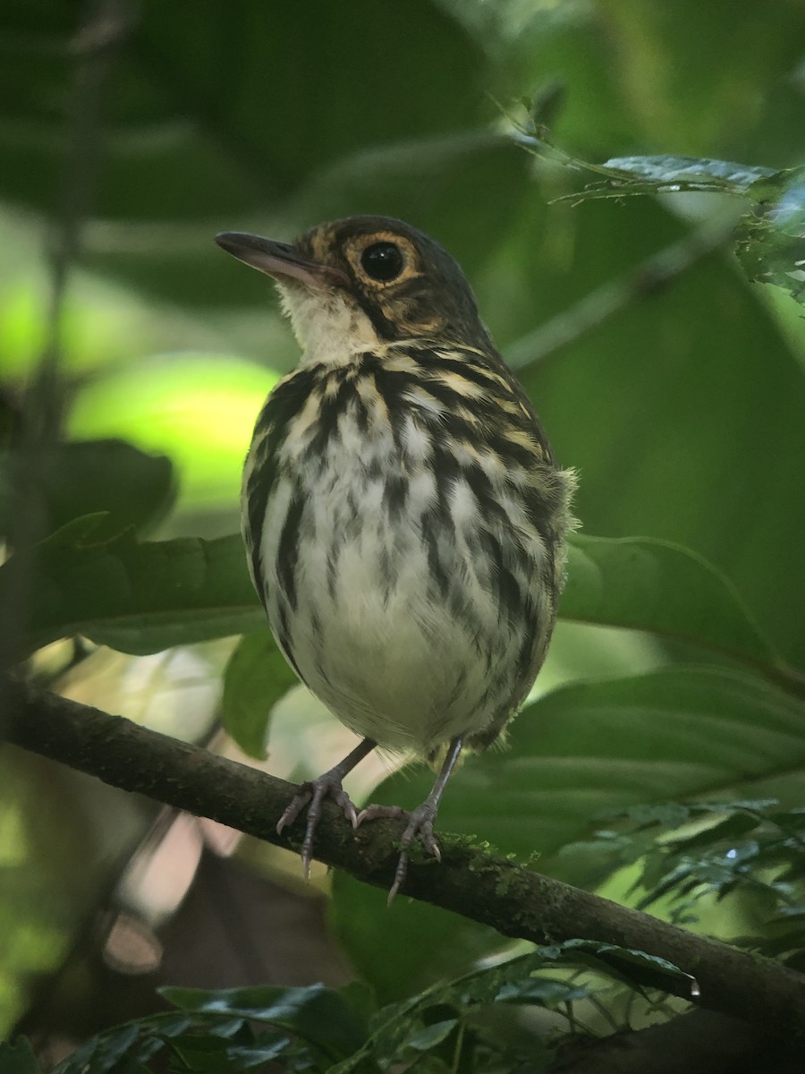 Streak-chested Antpitta - ML490005471