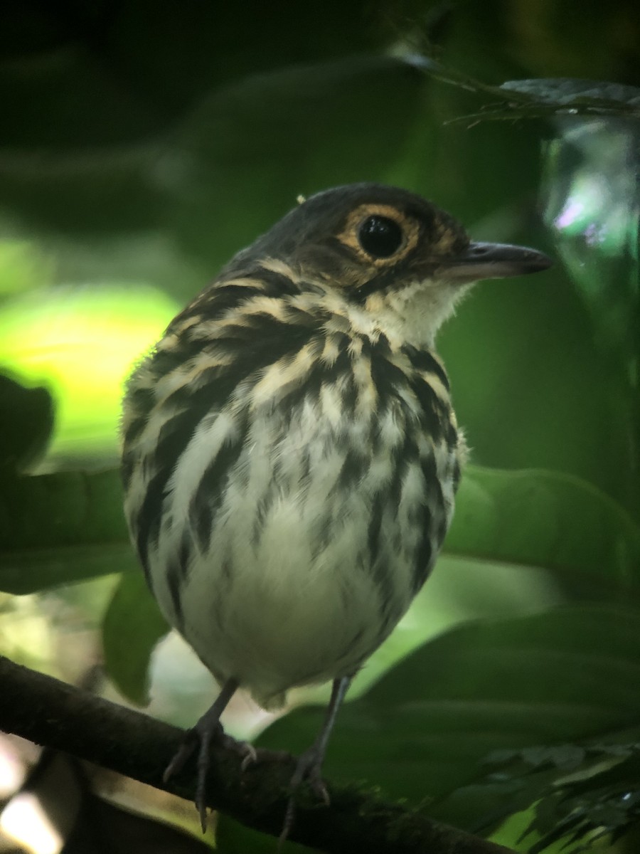 Streak-chested Antpitta - ML490005491