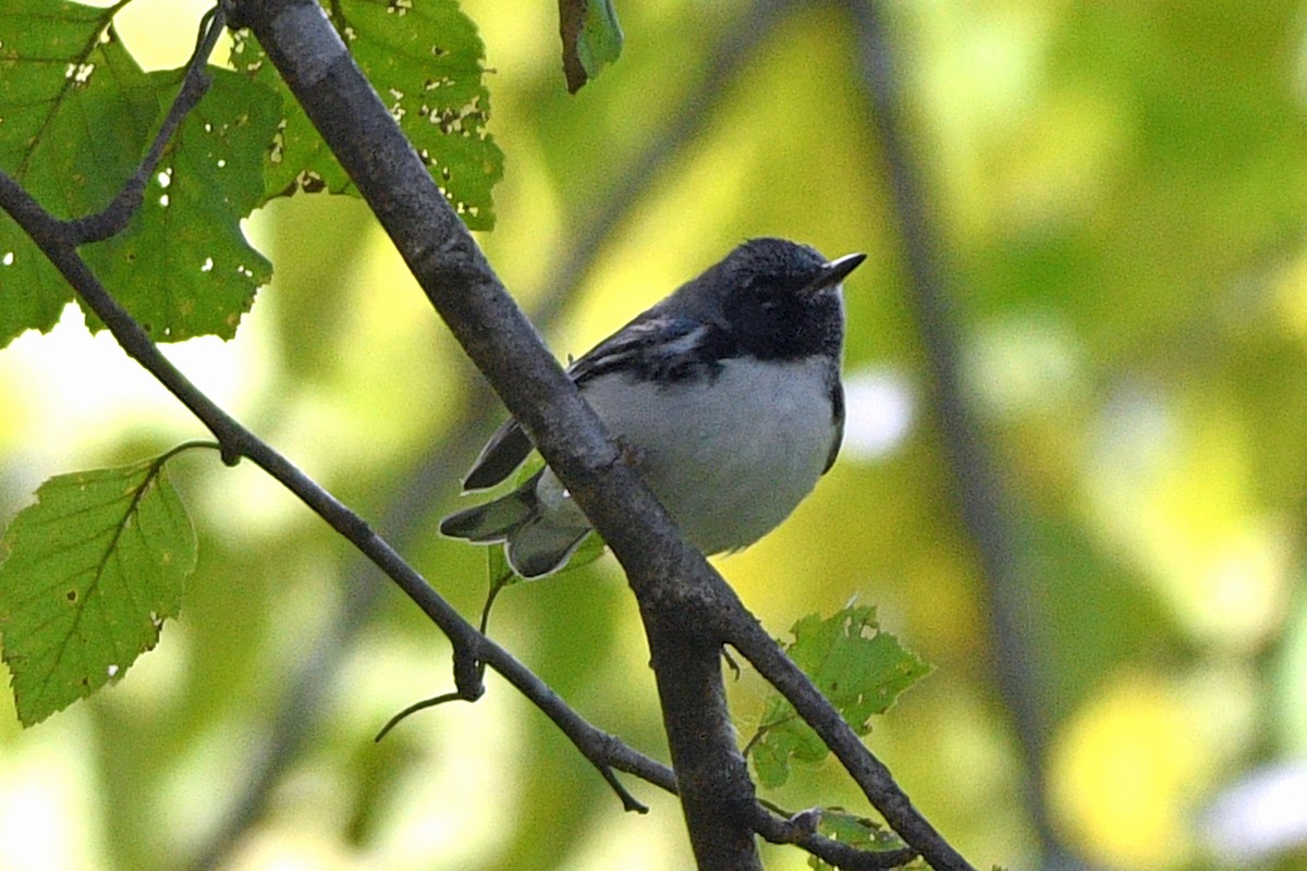 Black-throated Blue Warbler - Jim Ivett