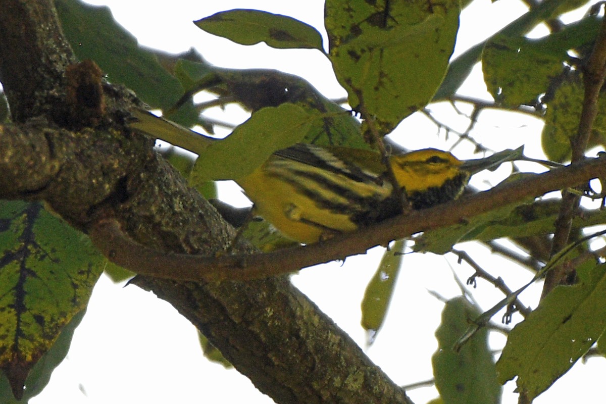 Black-throated Green Warbler - ML490007391