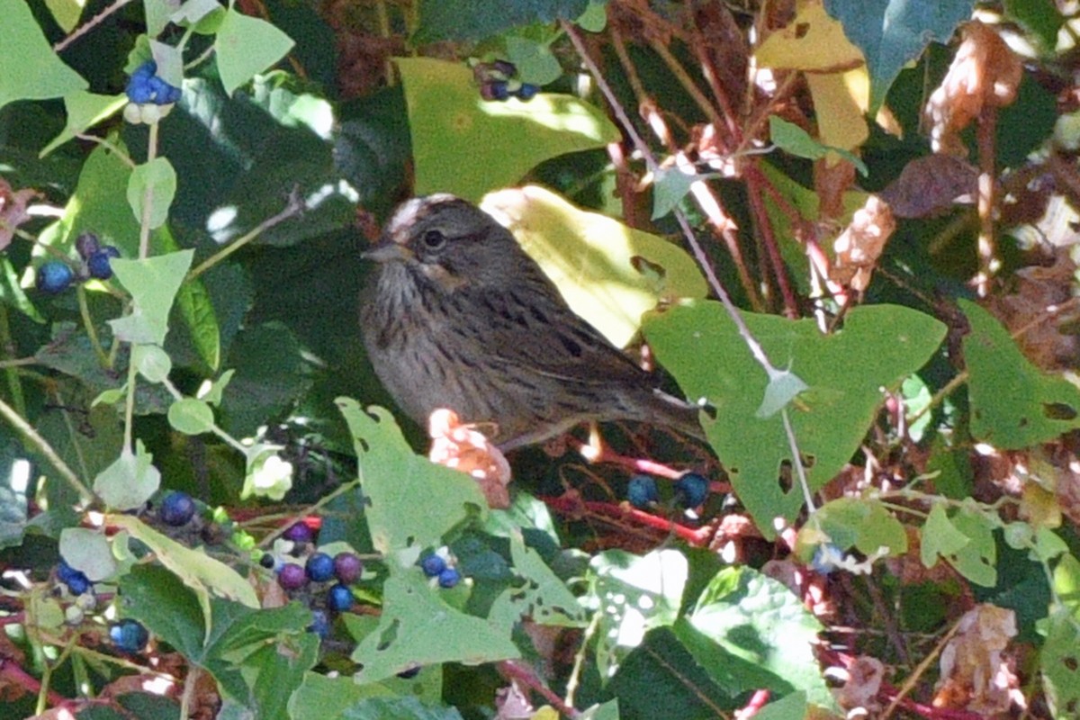 Lincoln's Sparrow - Jim Ivett