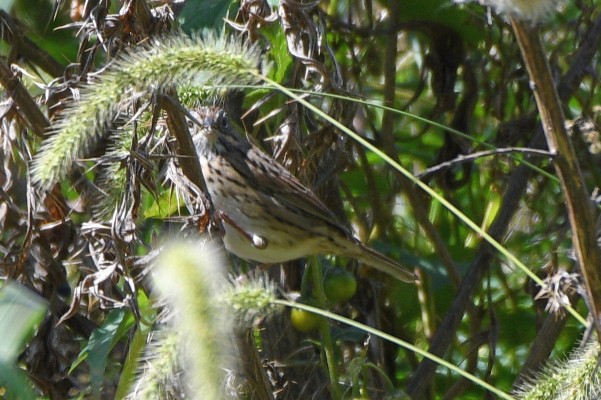 Lincoln's Sparrow - Jim Ivett