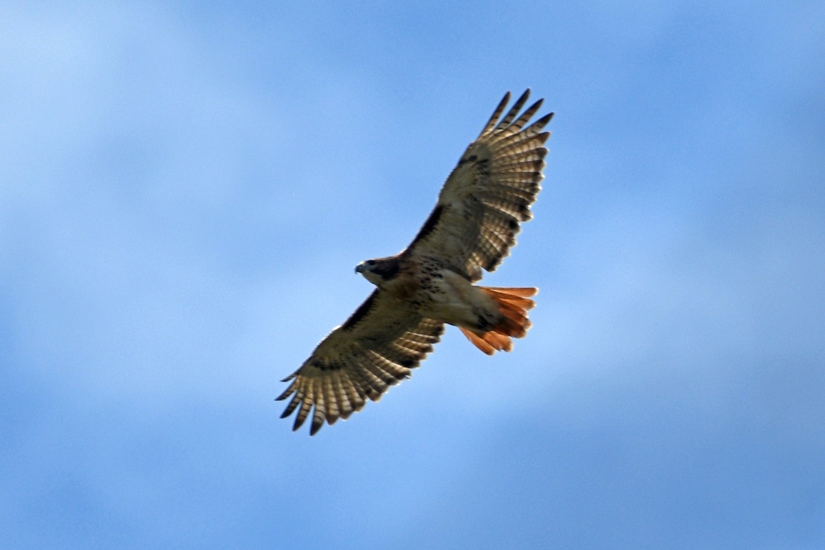 Red-tailed Hawk - ML490008361