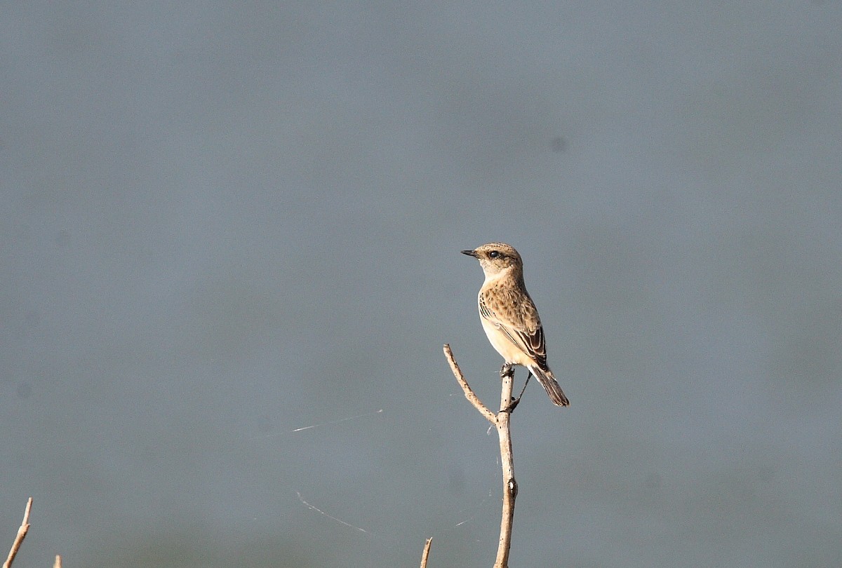 Siberian Stonechat - Pranay Juvvadi