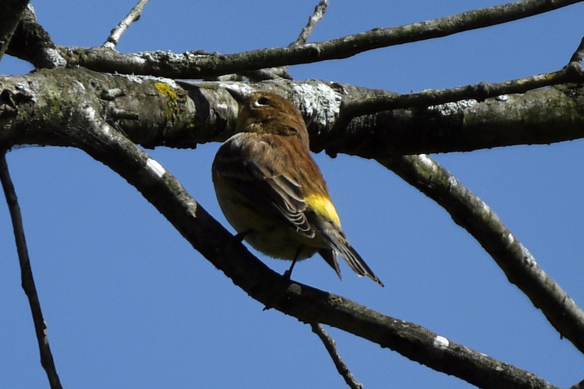 Yellow-rumped Warbler - ML490008891