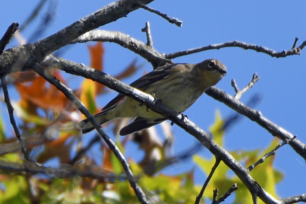 Yellow-rumped Warbler - ML490008911