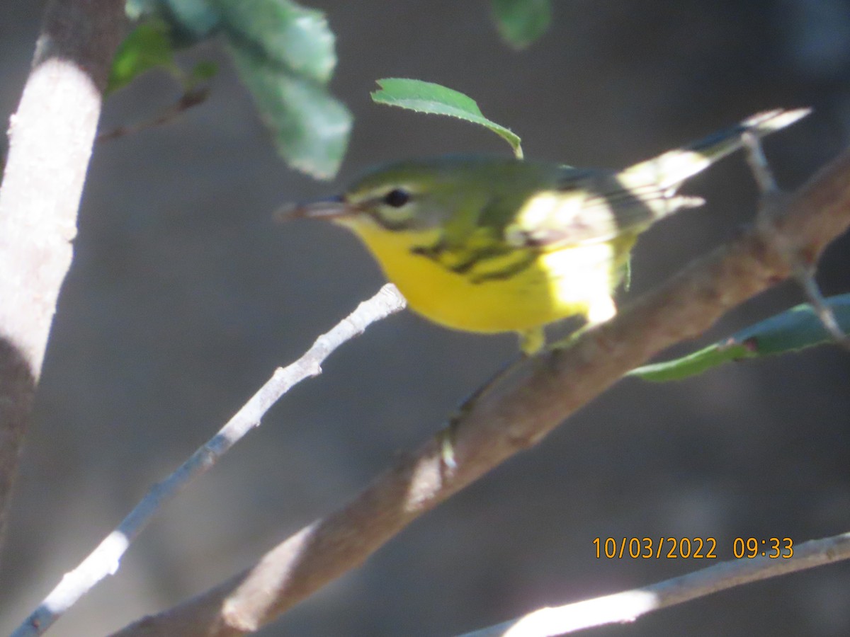 Prairie Warbler - ML490010261
