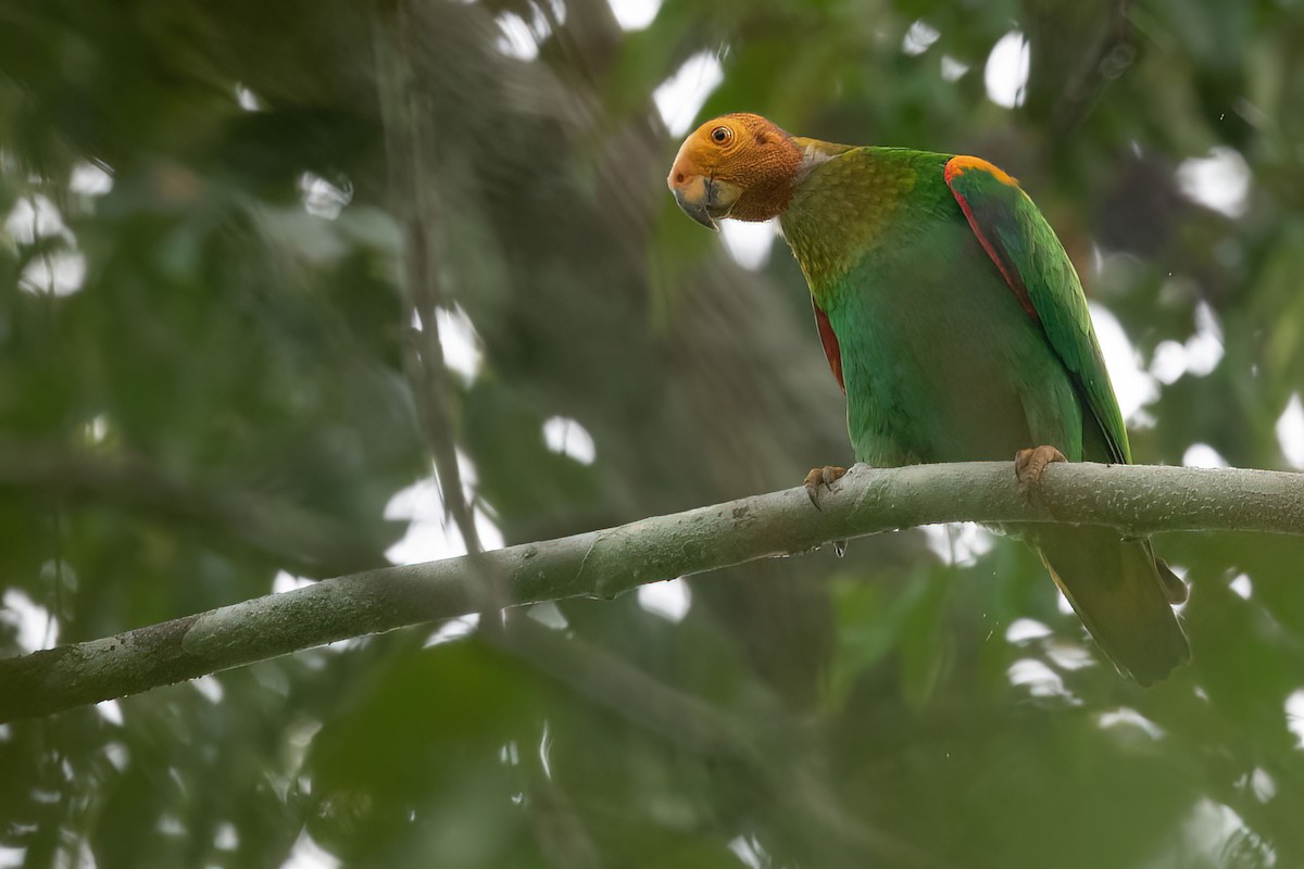 Bald Parrot - Pyrilia aurantiocephala - Birds of the World