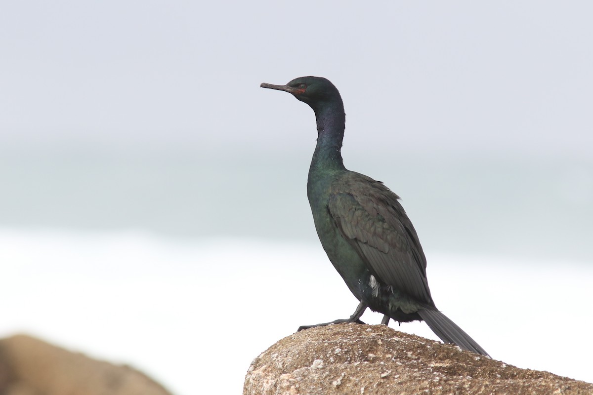 Pelagic Cormorant - Jesse Amesbury