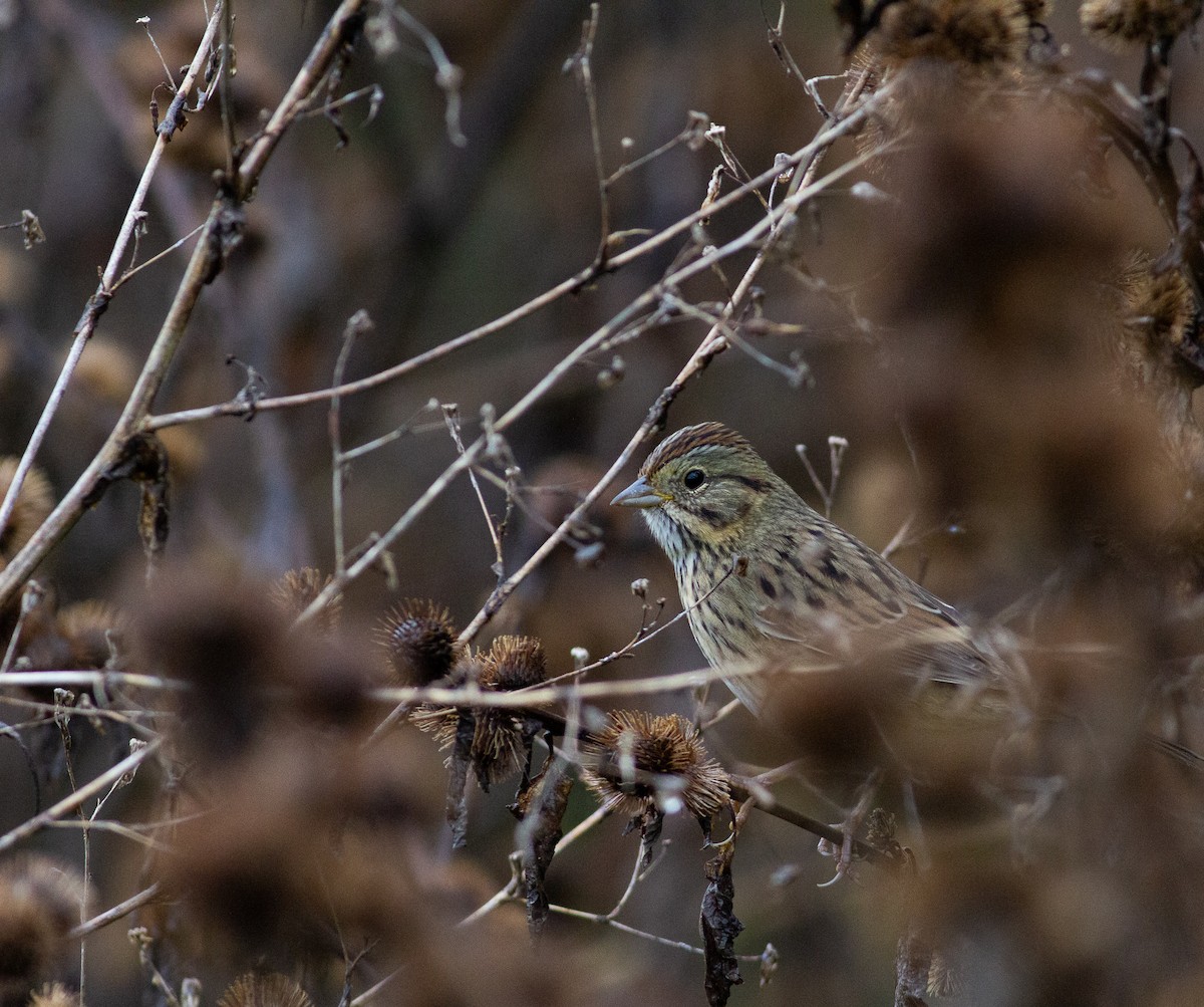 Lincoln's Sparrow - Zealon Wight-Maier