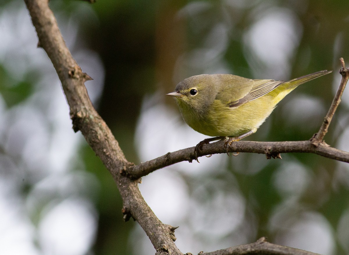 Orange-crowned Warbler - ML490013371