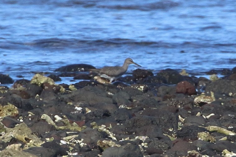 Wandering Tattler - ML490014171