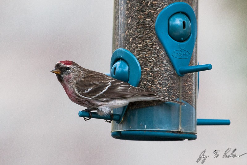 Redpoll (Common) - ML49001451