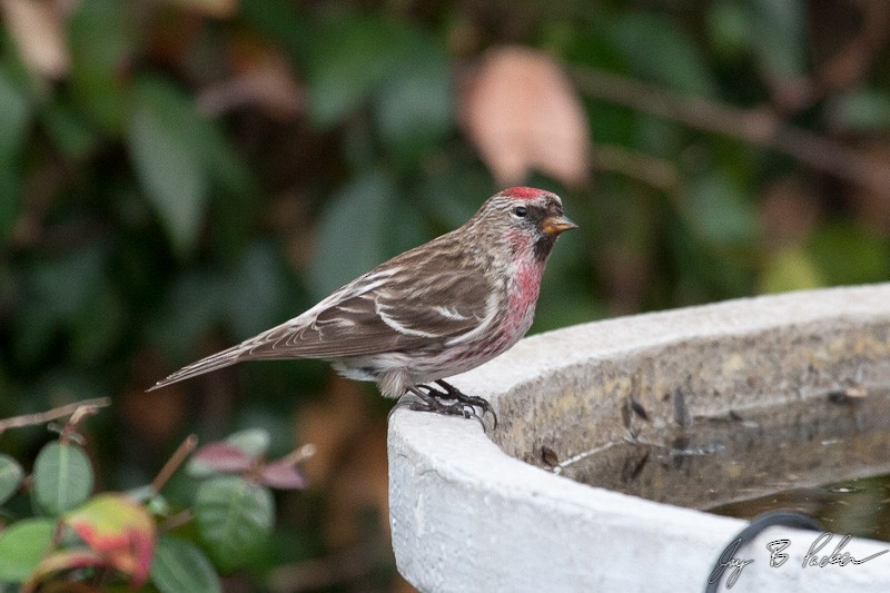 Redpoll (Common) - ML49001461