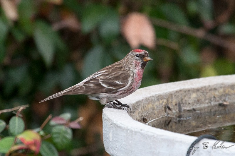 Common Redpoll - Jay Packer