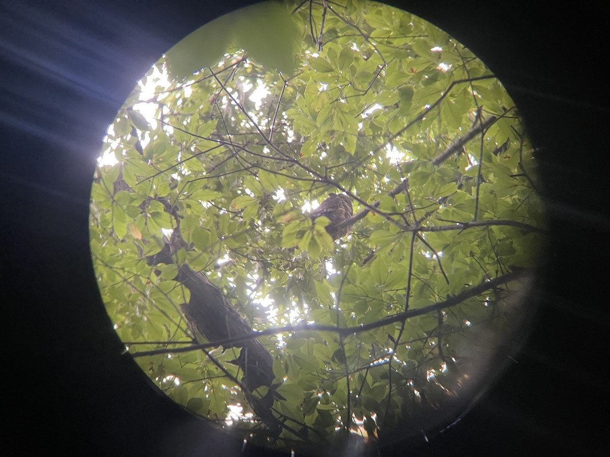 výr virginský - ML490016051