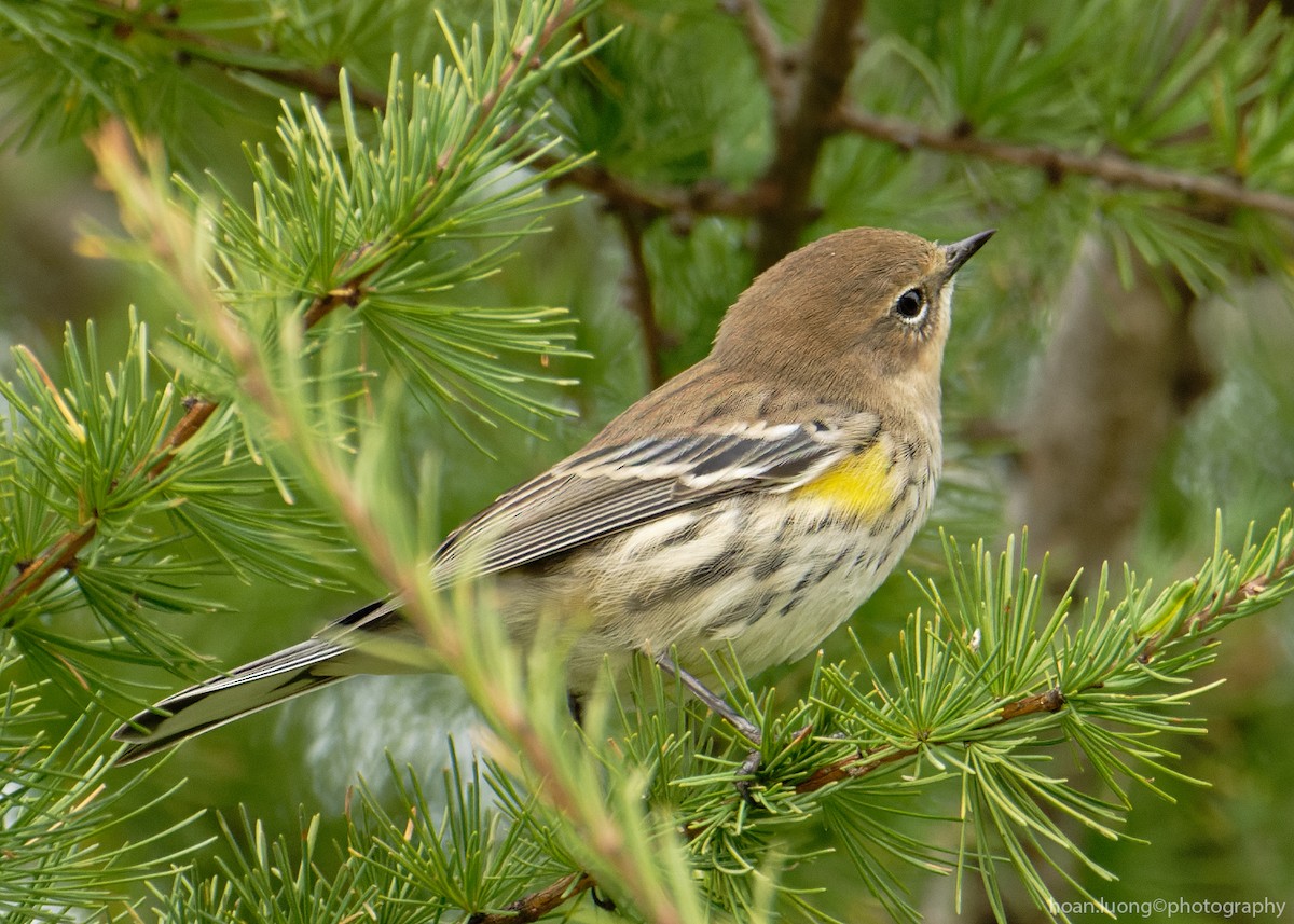 Yellow-rumped Warbler - ML490022871