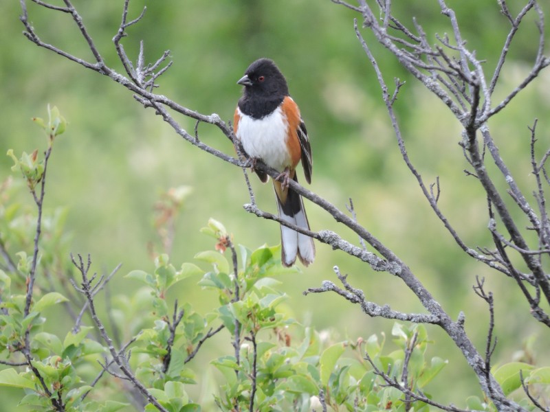 Spotted Towhee - ML49002521