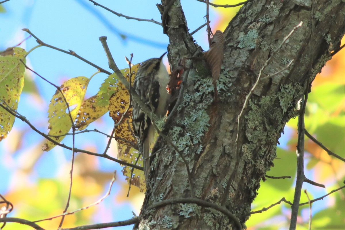 Brown Creeper - Margaret Viens