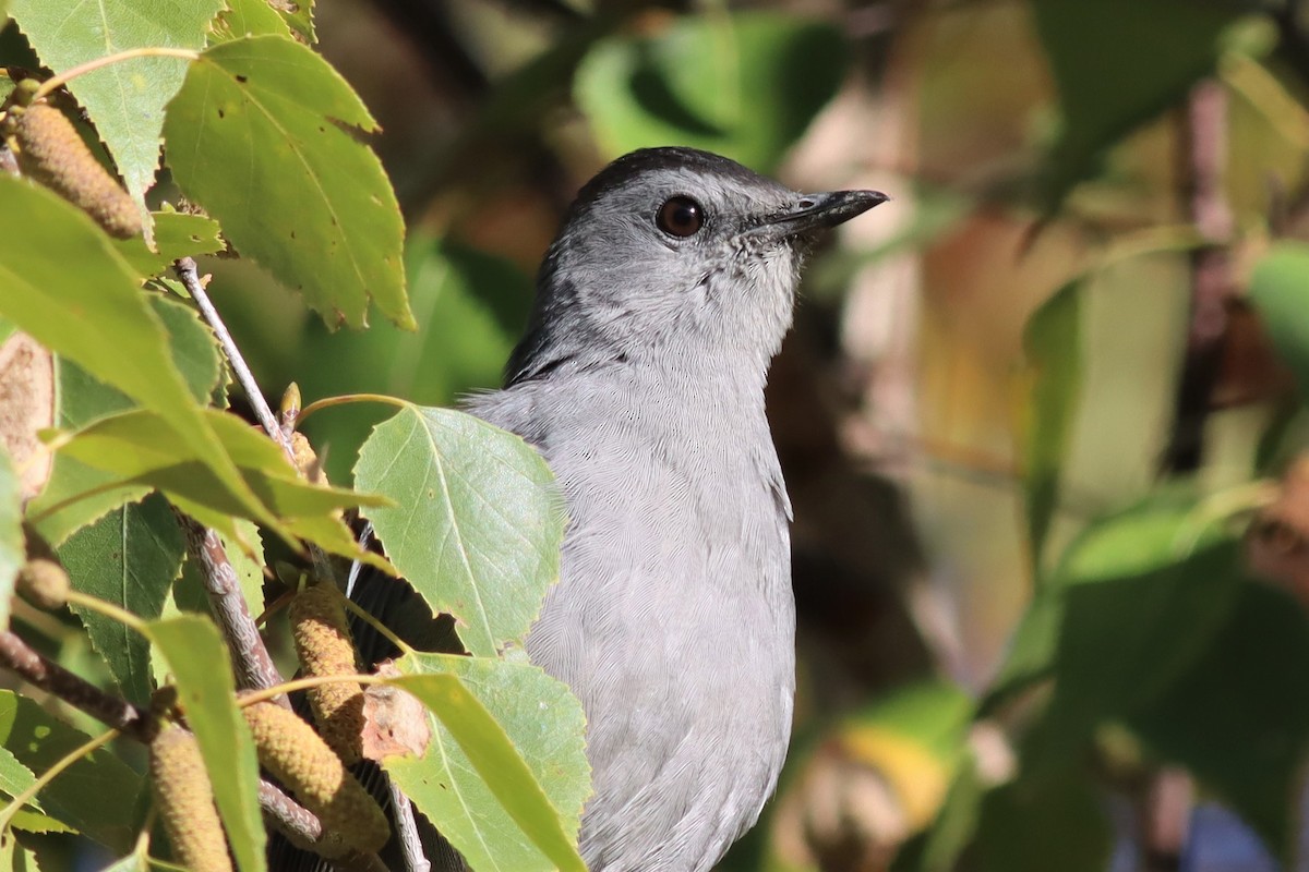 Pájaro Gato Gris - ML490026621