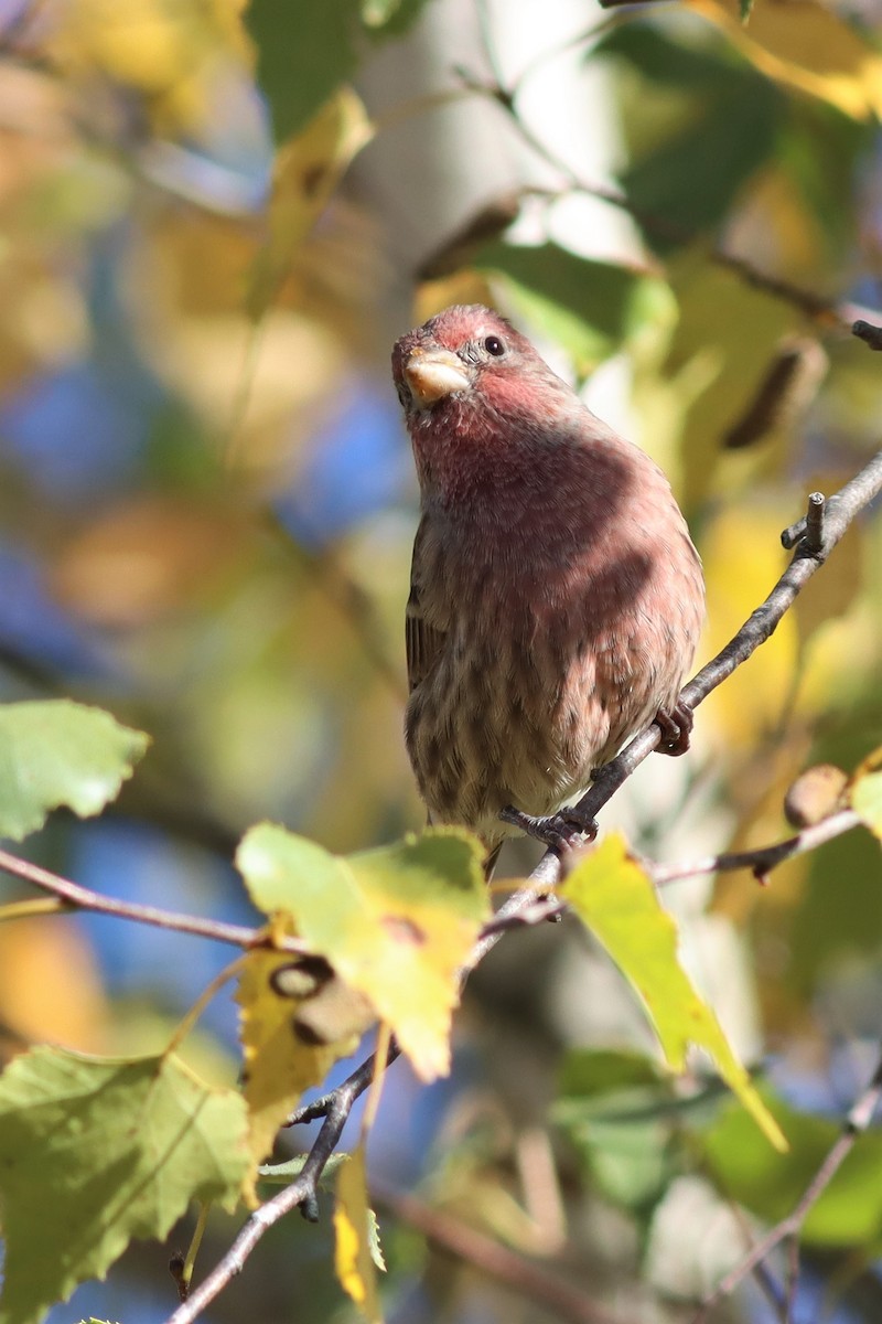 House Finch - ML490027421