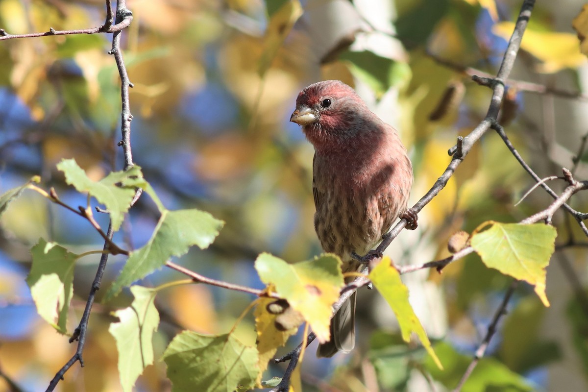 House Finch - ML490027431