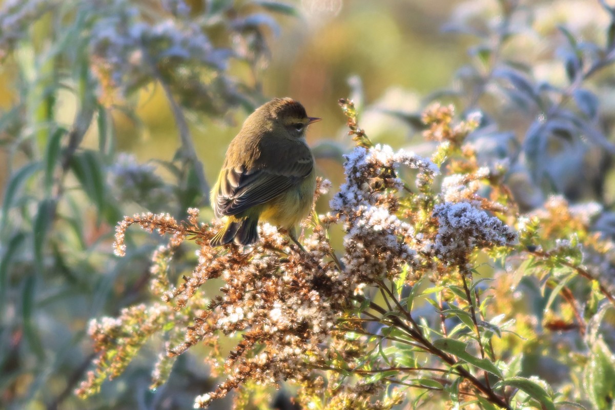 Palm Warbler (Yellow) - Margaret Viens