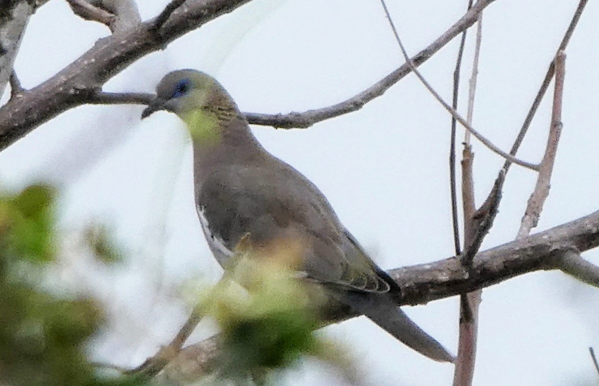 West Peruvian Dove - ML490028921
