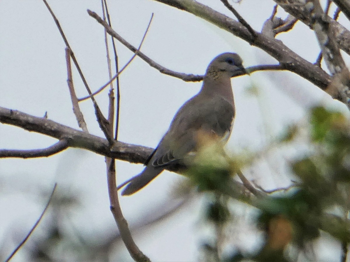 West Peruvian Dove - ML490029291