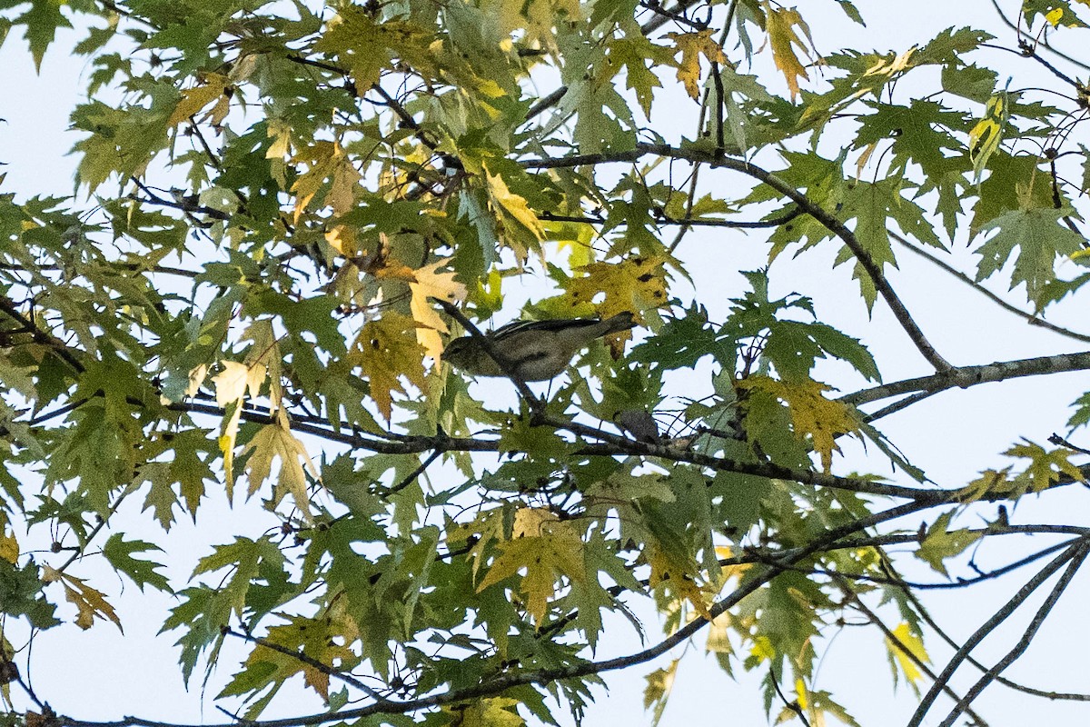 Bay-breasted Warbler - ML490031591