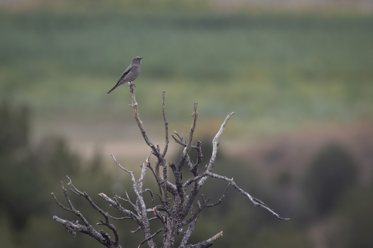Townsend's Solitaire - ML490032021