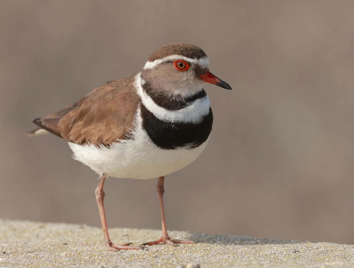 Three-banded Plover - ML490032141