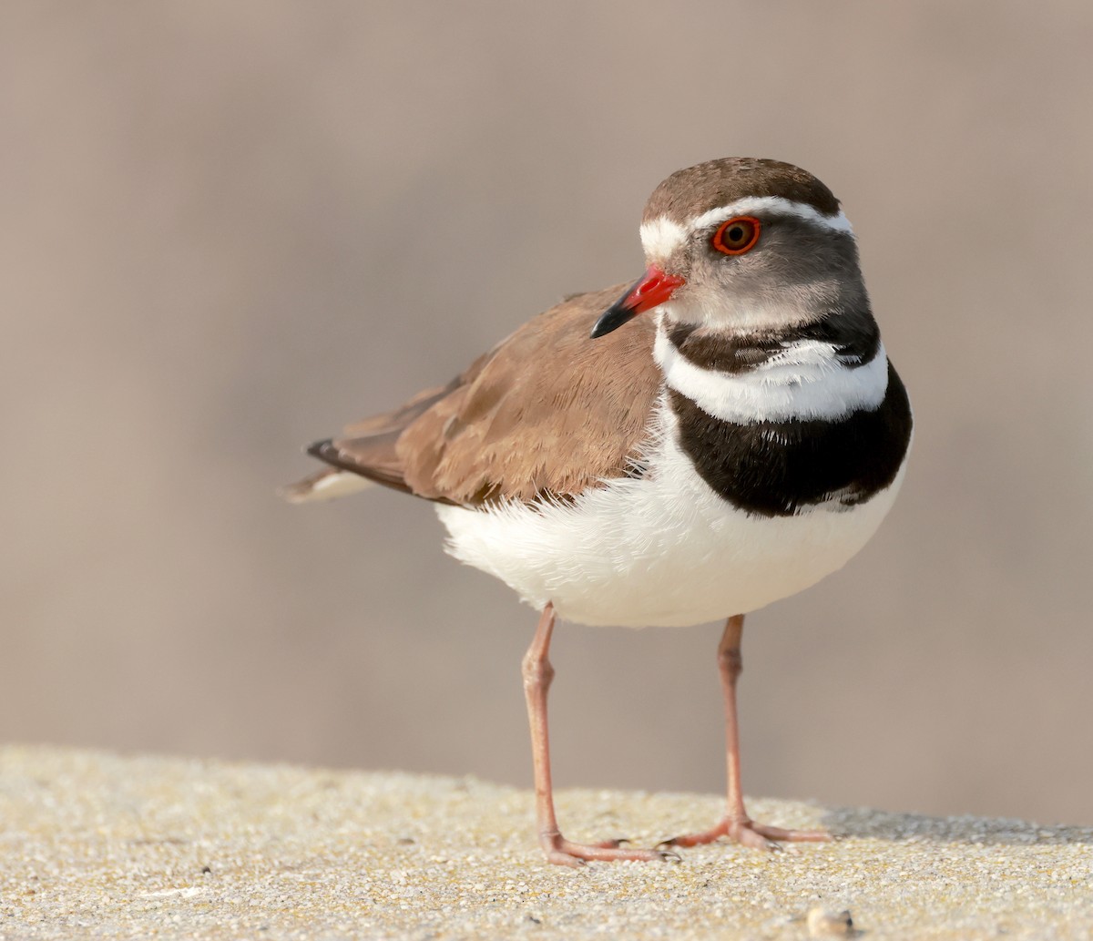 Three-banded Plover - ML490032161