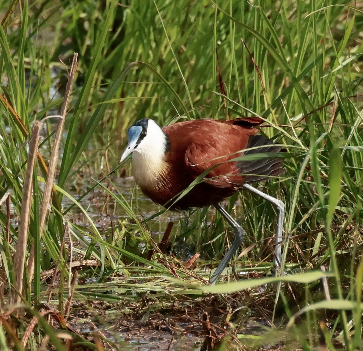 African Jacana - Garret Skead