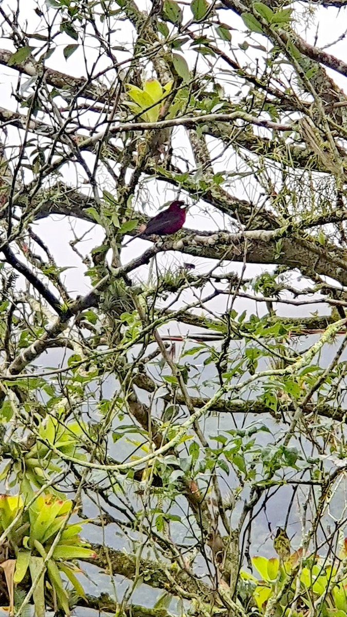 Silver-beaked Tanager - ML490032361