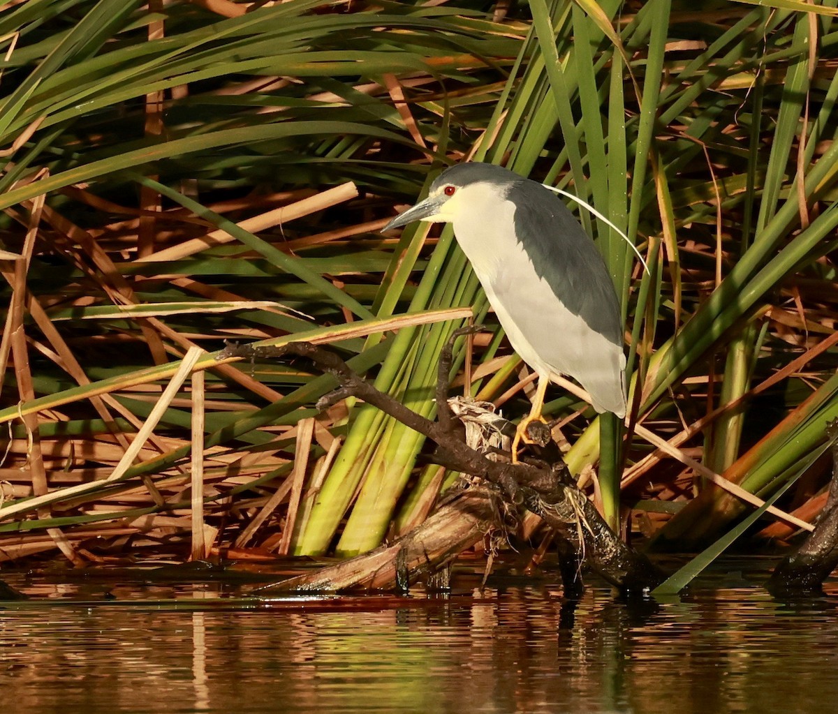 Black-crowned Night Heron - ML490032551