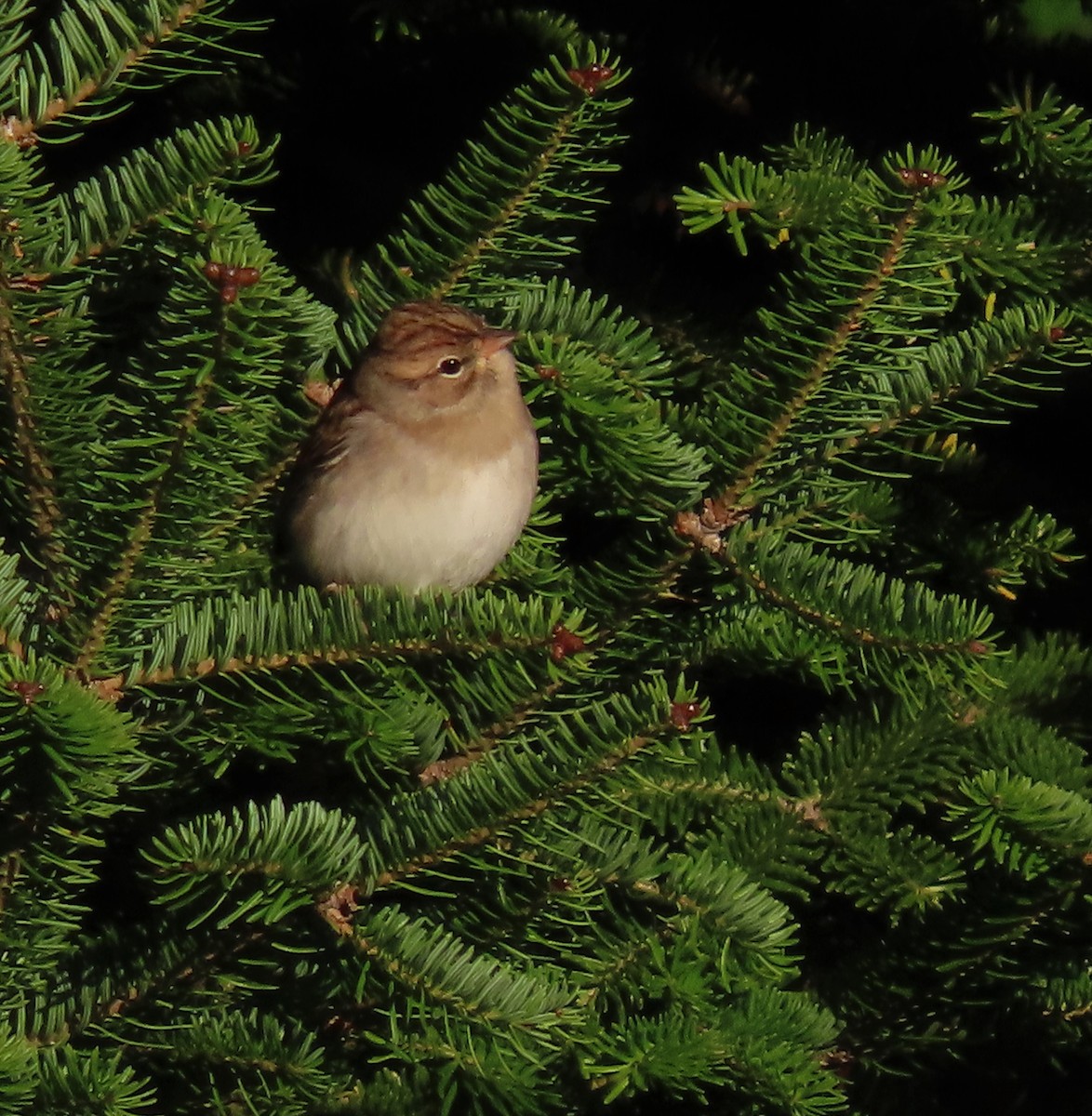 Chipping Sparrow - ML490033271