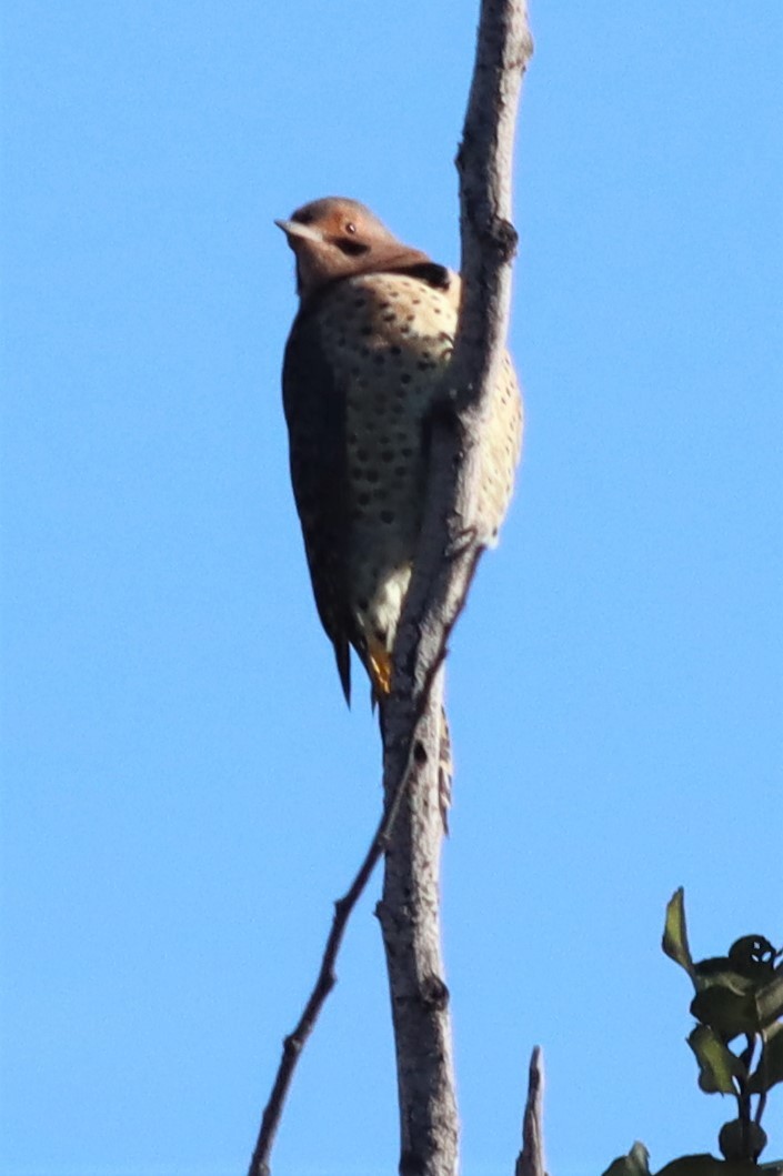 Northern Flicker (Yellow-shafted) - ML490033301