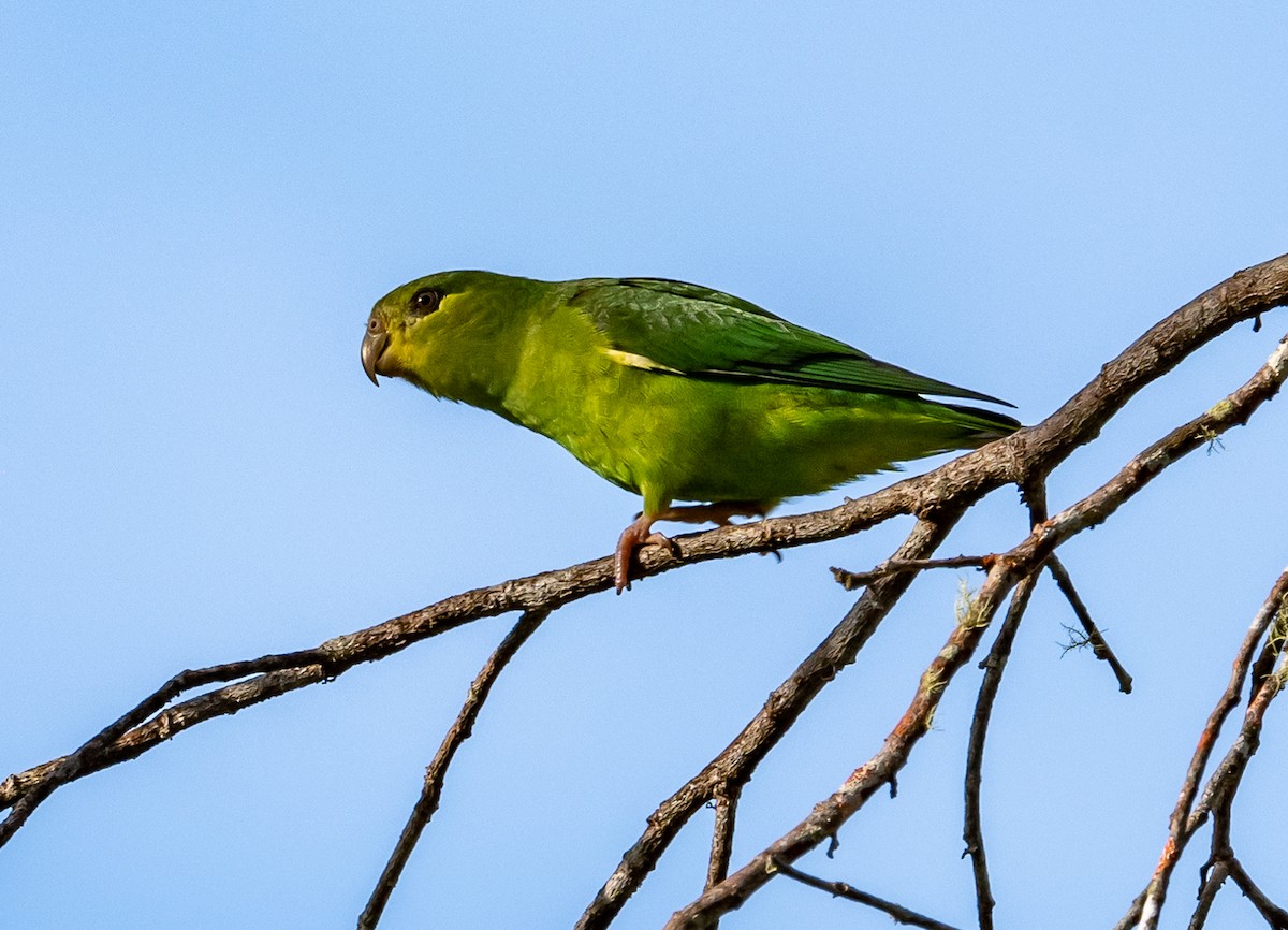 Tepui Parrotlet - ML490033541