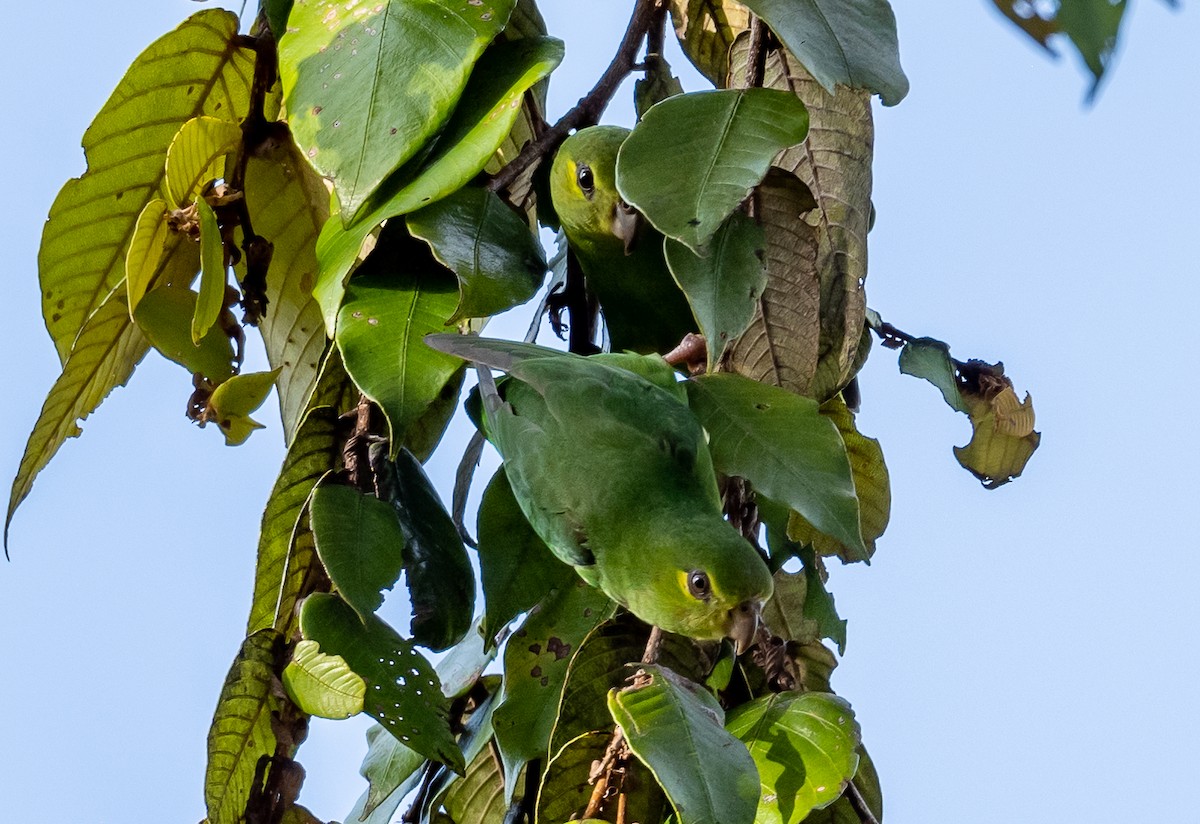 Tepui Parrotlet - ML490033621