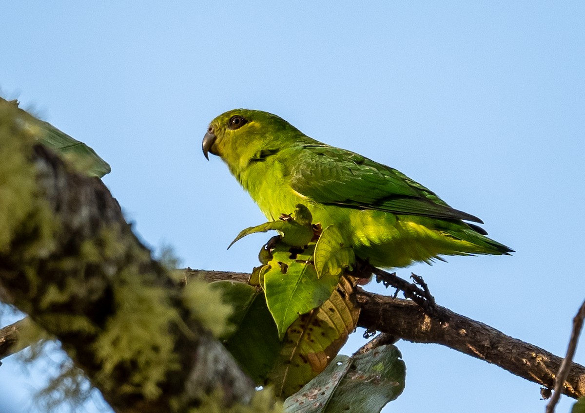 Tepui Parrotlet - ML490033711