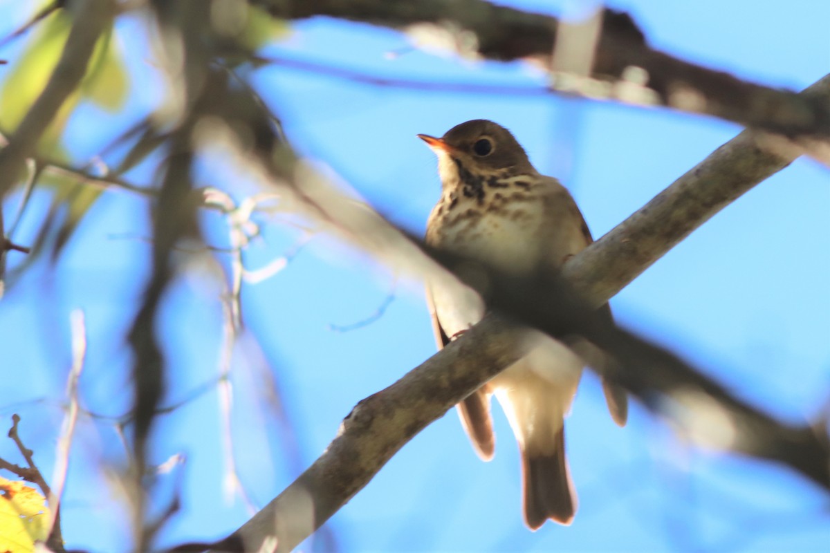 Hermit Thrush - ML490033751